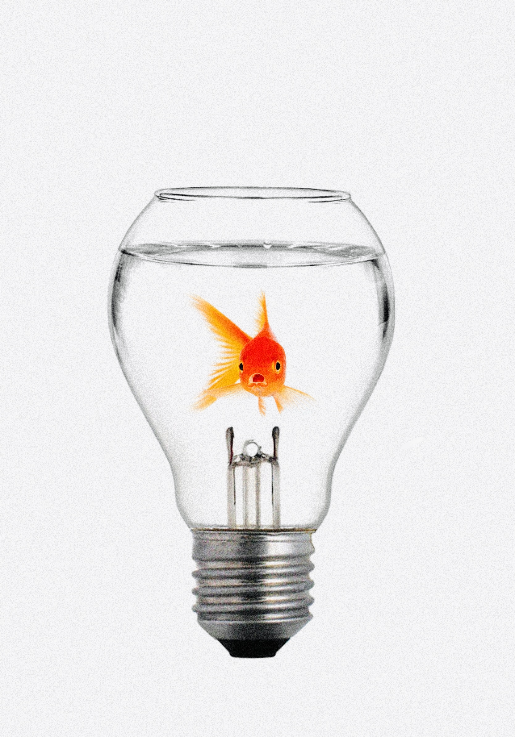 goldbulb